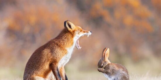 El zorro y el conejo