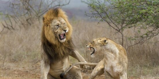 Pelea entre el le&oacute;n macho y la leona