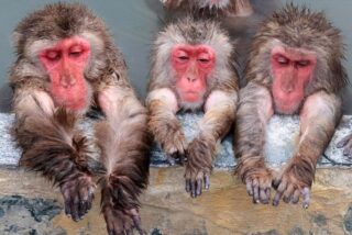 Baño de aguas termales para macacos japoneses en Hokkaido