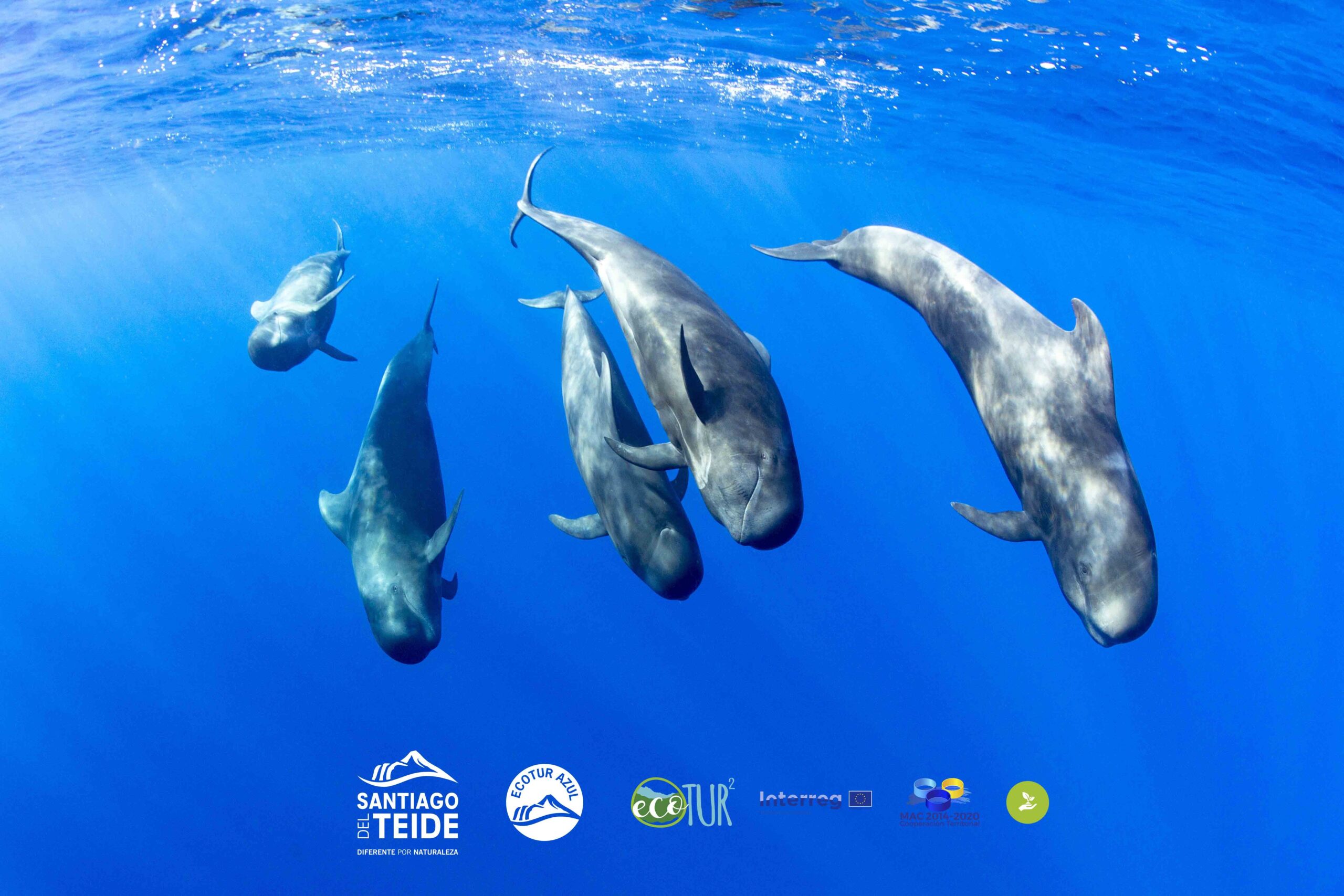 Santiago del Teide se reafirma como uno de los destinos mejor valorados para el avistamiento de cet&aacute;ceos