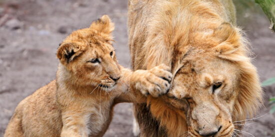 Pron&oacute;stico del Tiempo para este martes 10 de febrero del 2026