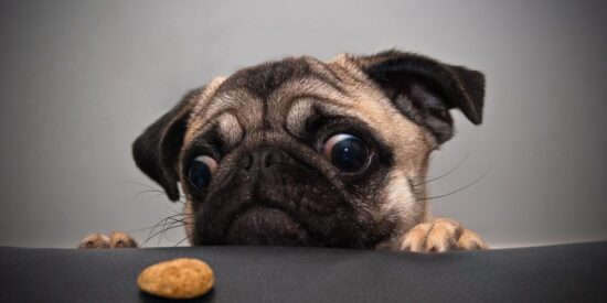 Mascota