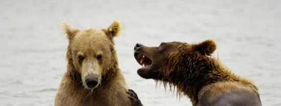Pelea de osos Grizzly