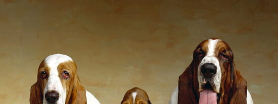 &ldquo;Y que me perdonen los perros&rdquo;