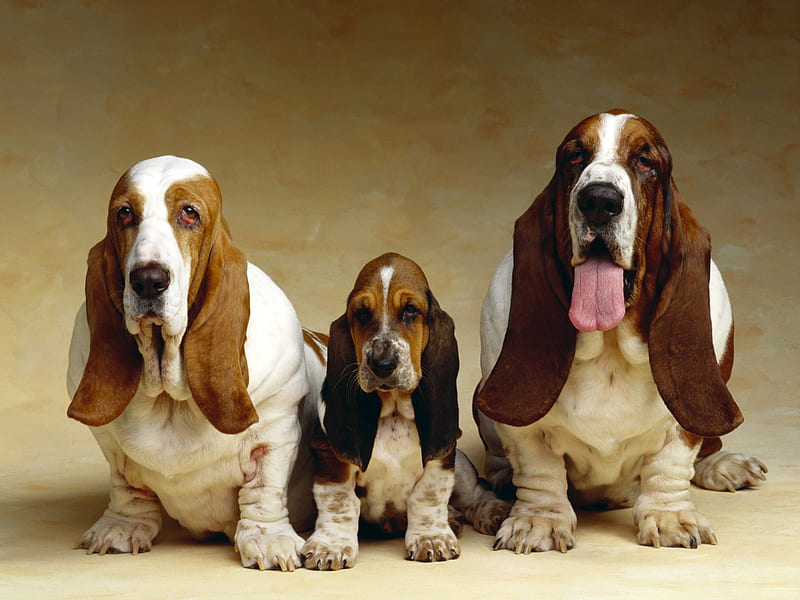 “Y que me perdonen los perros”