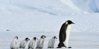 Ping&uuml;inos