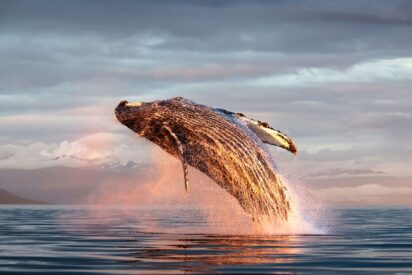 Ballena jorobada