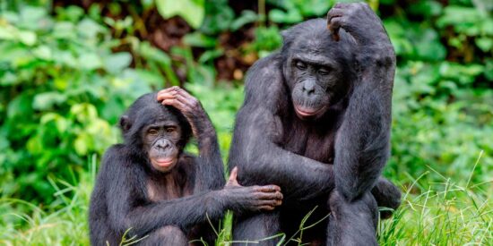Chiste: el del los parientes y el origen del ser humano