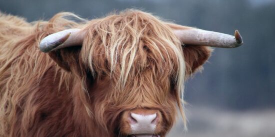 Yak