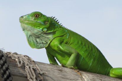 Iguana