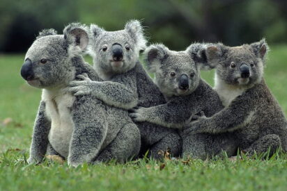 Koalas