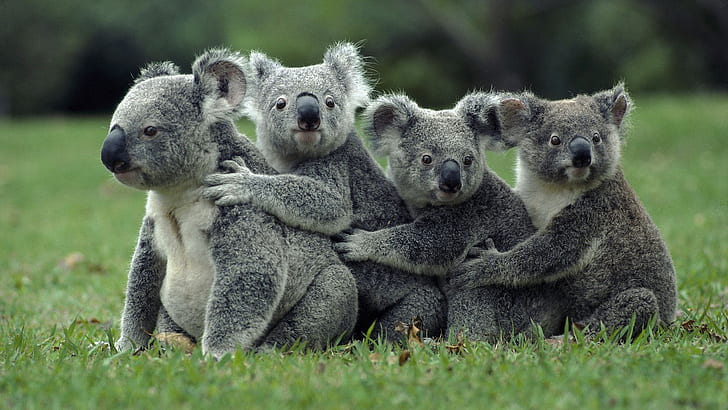 Koalas