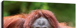 Chiste: el del otorrino y otros tres cortos y malos