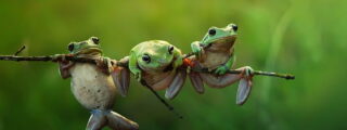 Ranas