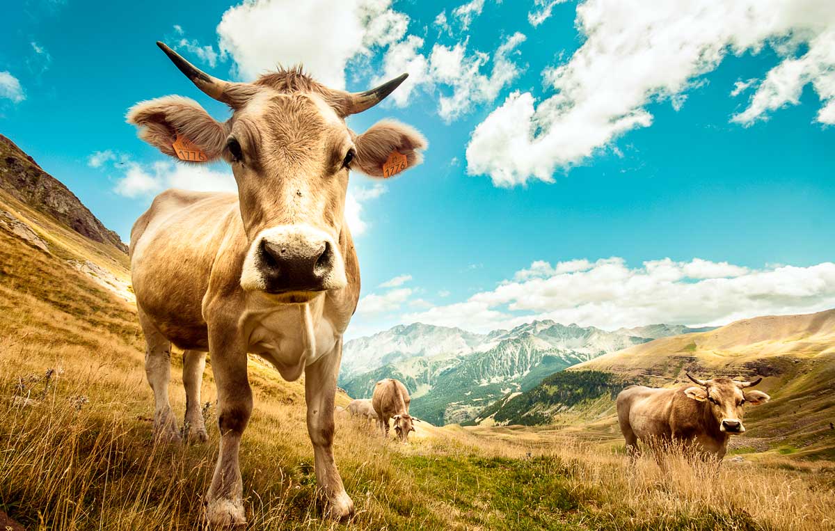 El vacuno de Espa&ntilde;a emite un 66% menos de gases de efecto invernadero