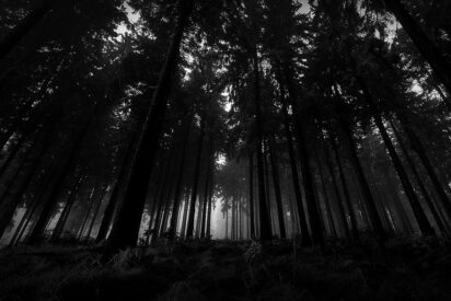El bosque del diablo
