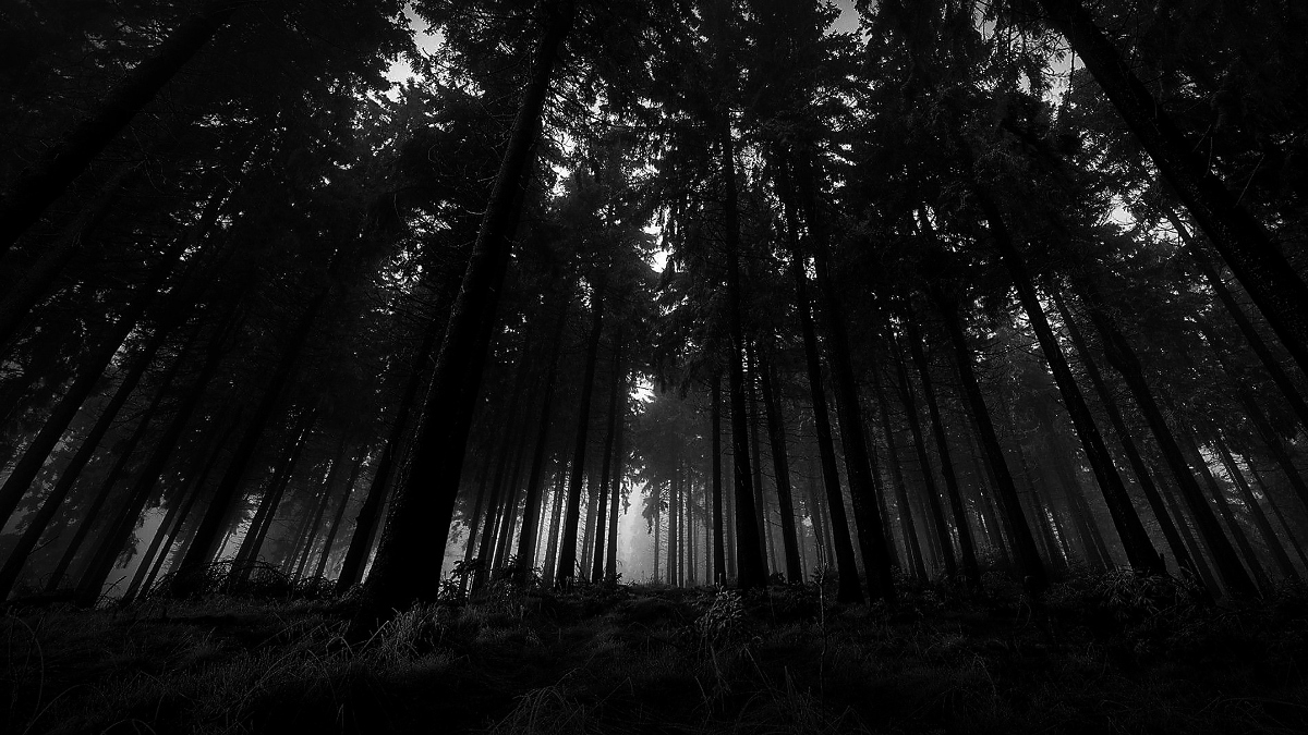 El bosque del diablo