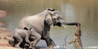 El elefante y el cocodrilo