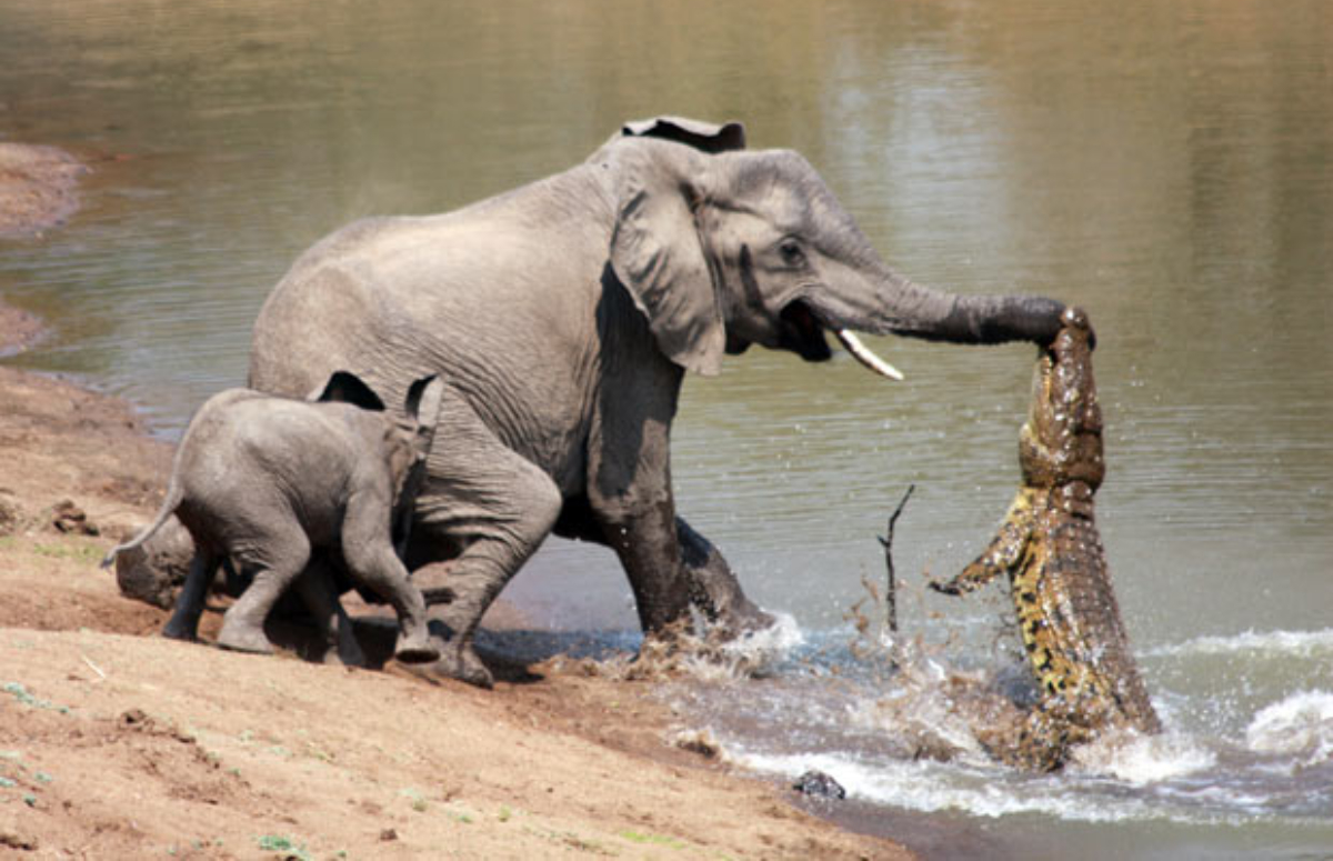 El elefante y el cocodrilo
