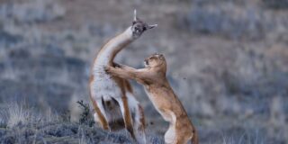 El puma caza un guanaco