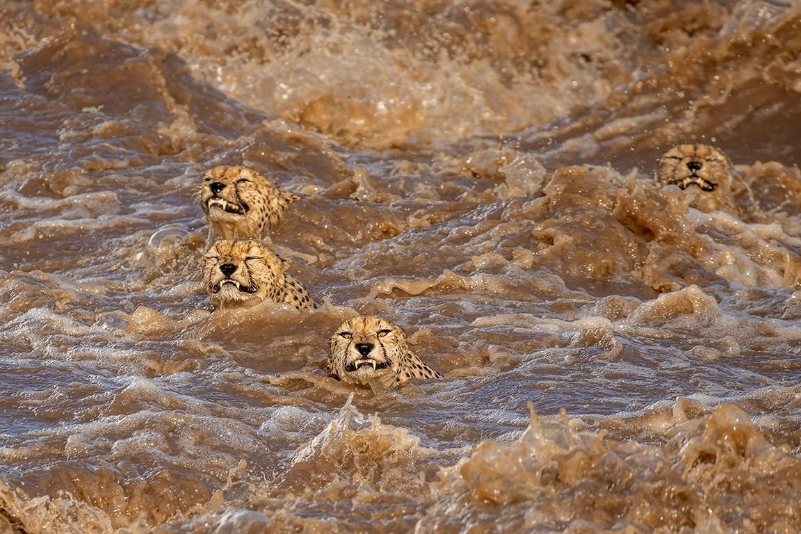 Guepardos luchando contra la corriente
