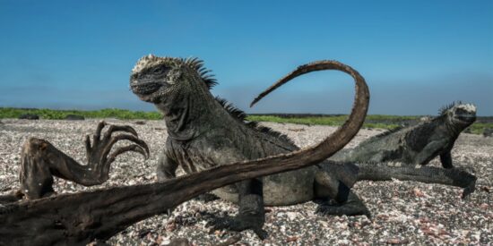 Iguanas marinas en las Gal&aacute;pagos