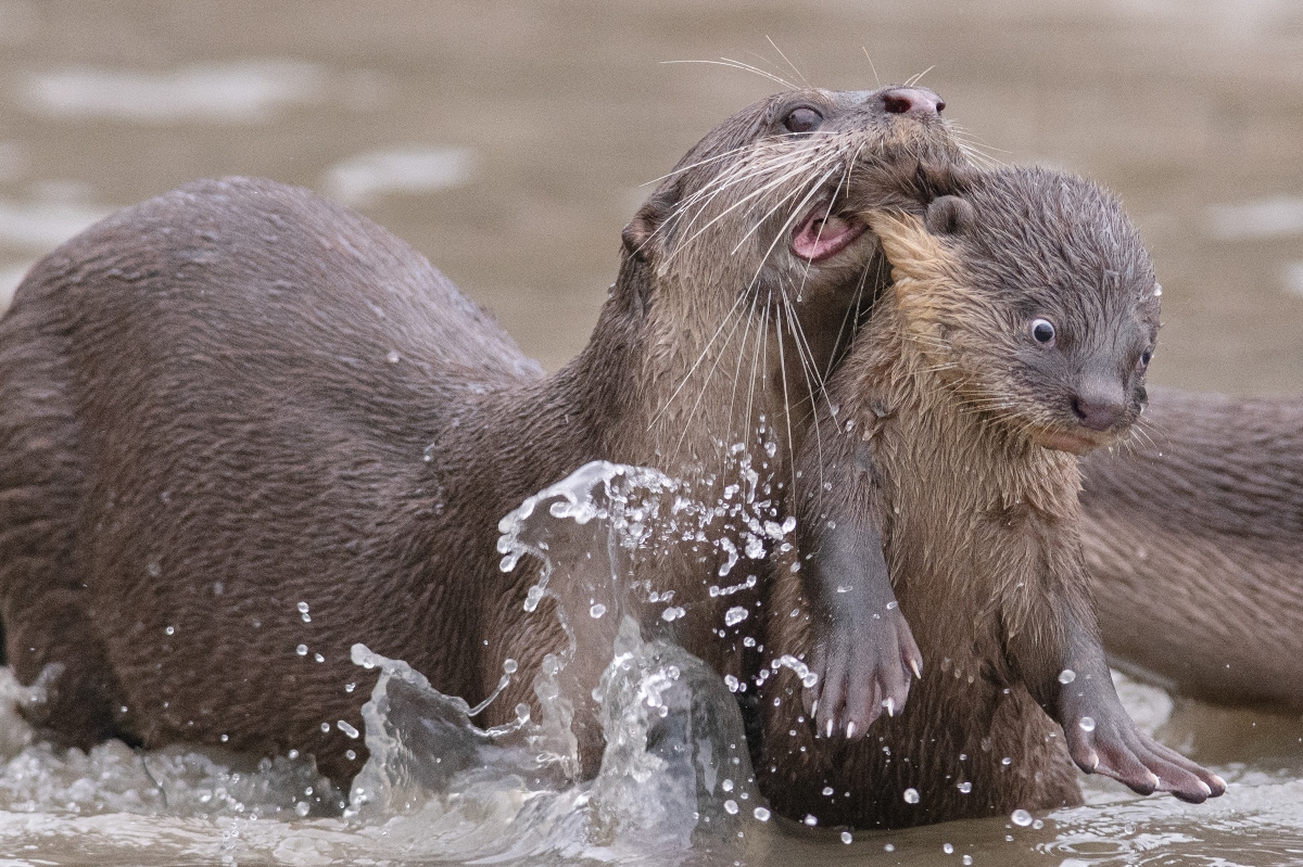 La madre nutria con su cría