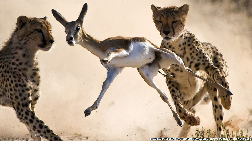 Los guepardos dando caza a la gacela