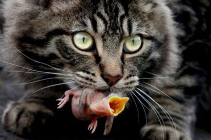 Gato con una cría de pájaro