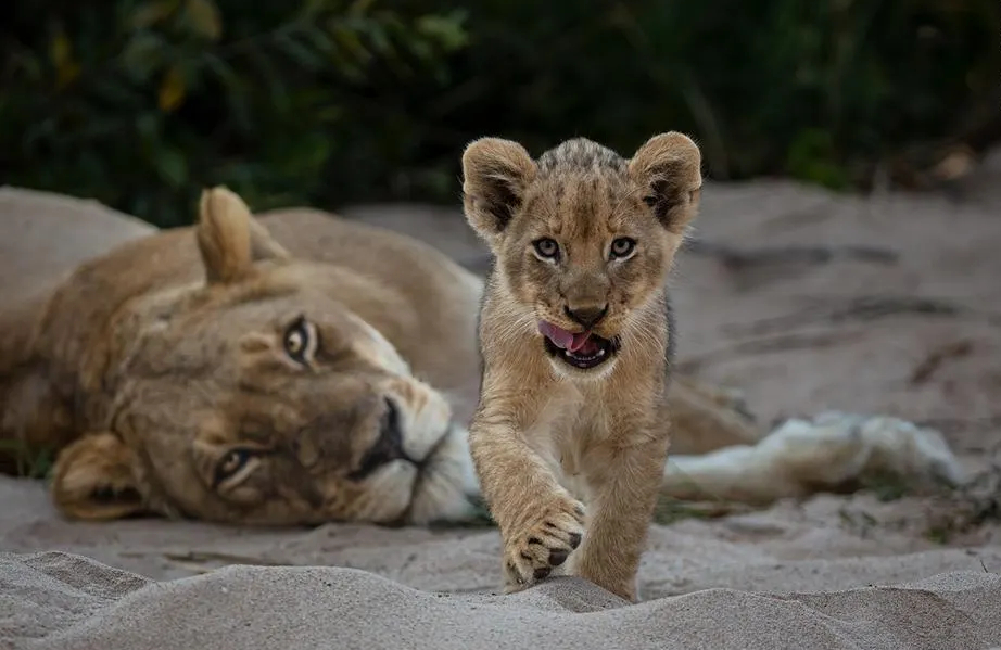 Leones