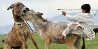Burros en Afganistán