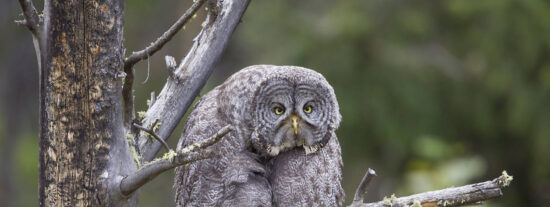 Pron&oacute;stico del Tiempo: temperaturas moderadas y tormentas a granel este 28 de junio de 2024