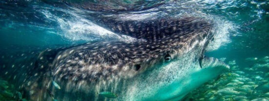 El banco de peces y el ataque del tiburón