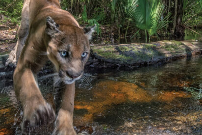 El despiadado ataque de un puma a una oficial de Polic&iacute;a
