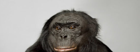Un simio bonobo
