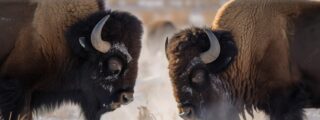Bisontes