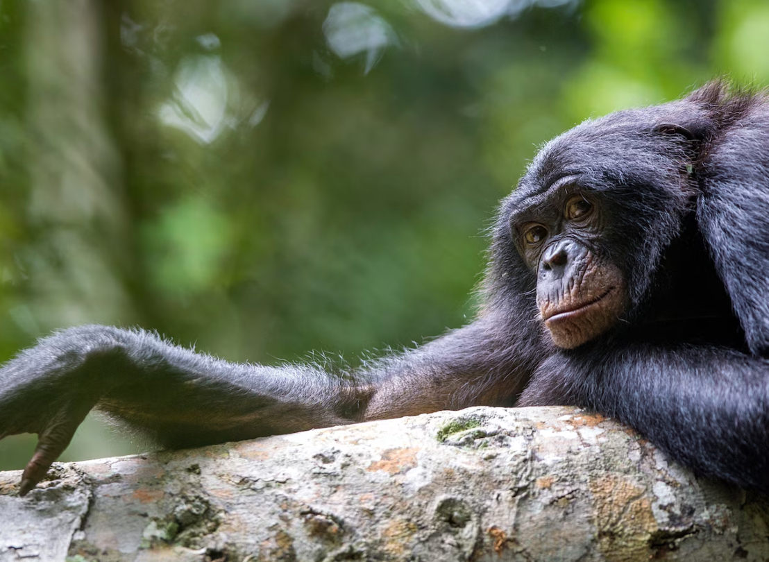 Chimpanc&eacute;