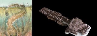 La Salamandra gigante