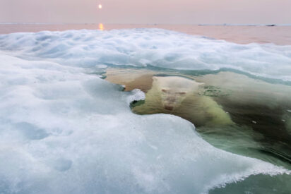 Oso polar en el hielo ártico