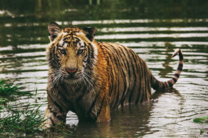 Tigre de Bengala