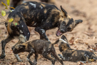 Una madre licaon con su cachorros