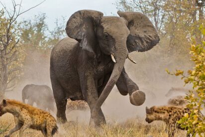 El elefante carga contra las hienas
