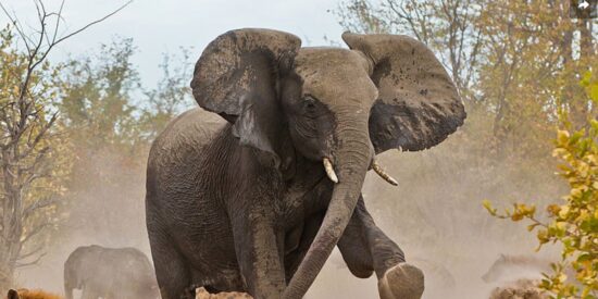 El elefante carga contra las hienas