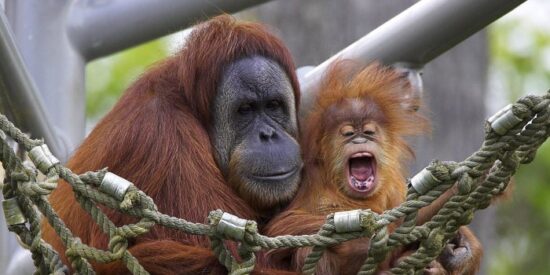 Orangutanes