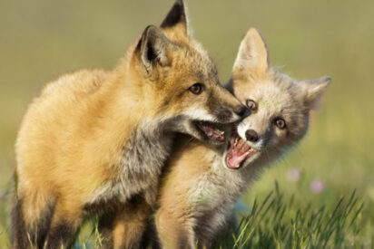Cachorros de zorro rojo