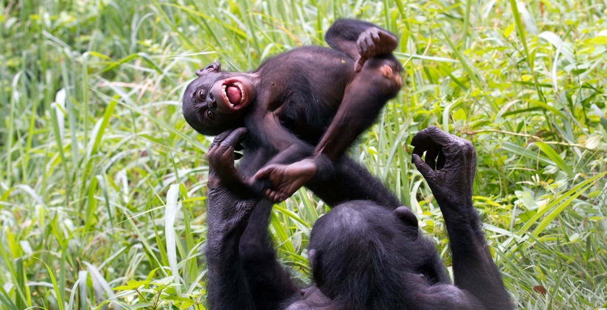 La cría del chimpancé