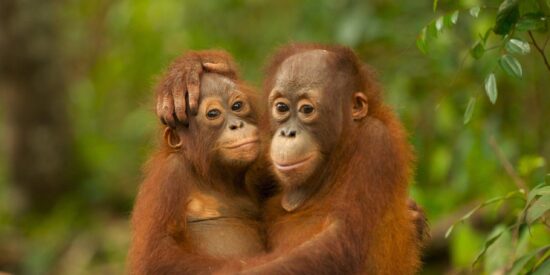 Orangutanes.