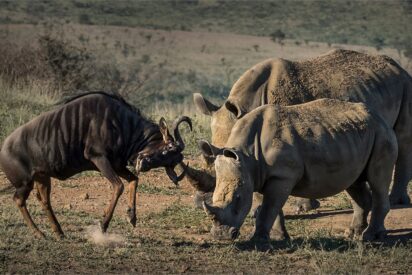 Wildebeest contra los rinocerontes