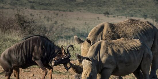Wildebeest contra los rinocerontes