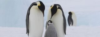 Una familia de ping&uuml;inos